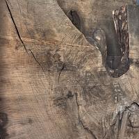 European ash slab — photo 2