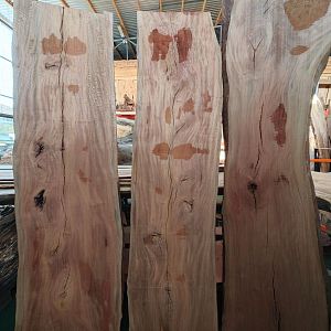 Poplar
