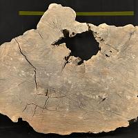 English oak slab — photo 4