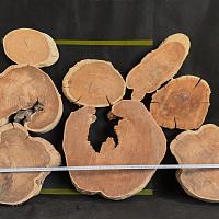 Mulberry slab — photo 2