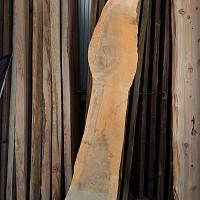 Dawn redwood slab — photo 8