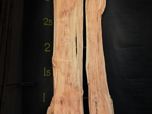 Coast redwood
