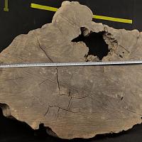 English oak slab — photo 5