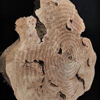 Poplar burl slab — photo 4