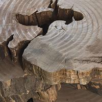 Sweet chestnut slab — photo 7