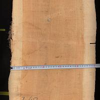 Акация slab — photo 4