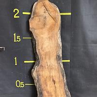 Deodar cedar slab — photo 1