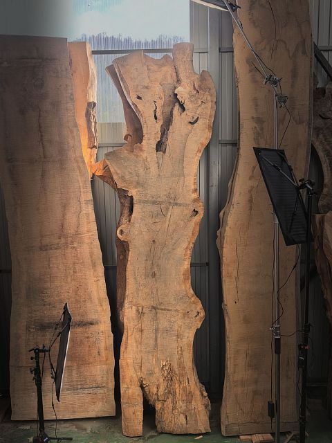 Sessile oak slab