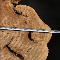 Poplar burl slab — photo 3