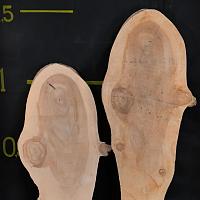 Dawn redwood slab — photo 2