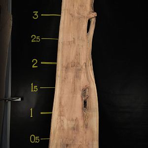 Coast redwood