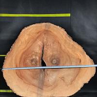 Камфарное дерево slab — photo 1