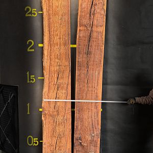 Eucalyptus