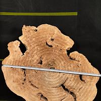 Poplar burl slab — photo 2