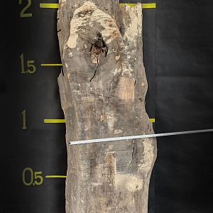 English oak