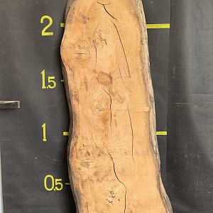Deodar cedar