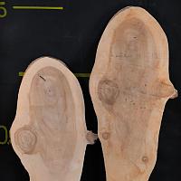 Dawn redwood slab — photo 1