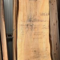 Dawn redwood slab — photo 6