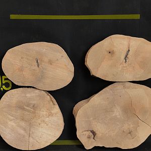 European ash