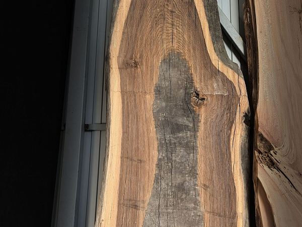 English oak