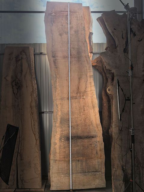 Dawn redwood slab