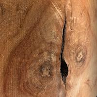 Камфарное дерево slab — photo 3