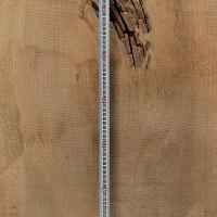 Dawn redwood slab — photo 6