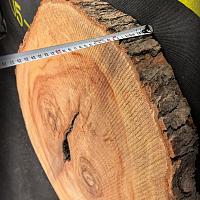 Камфарное дерево slab — photo 4
