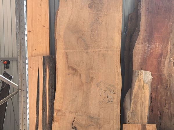 Dawn redwood