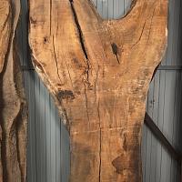 European ash slab — photo 1