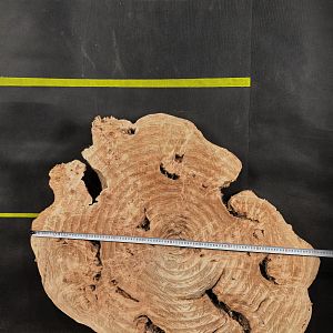 Poplar burl